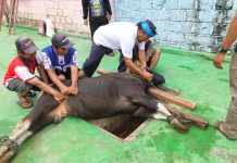 Paguyuban Pasundan 1913 Kota Jayapura Terima Bantuan Sapi Kurban dari Pemkot Jayapura